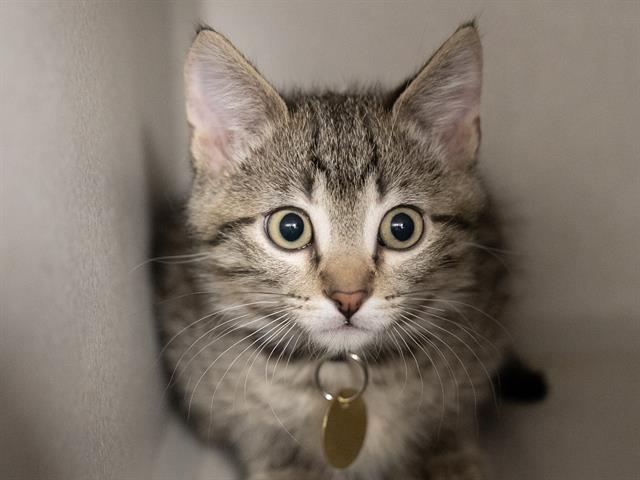 George - Male - Domestic SH