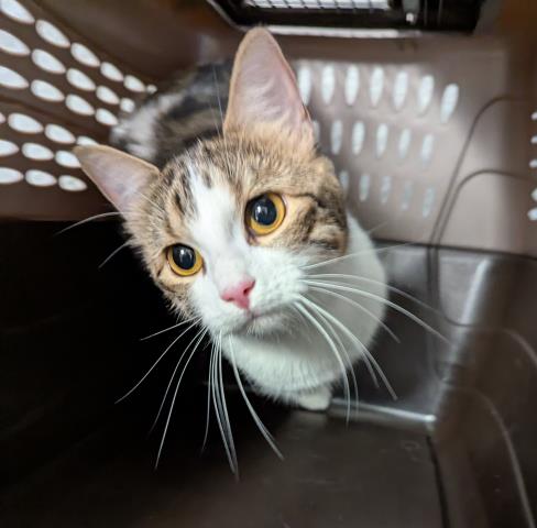  - Female - Domestic SH