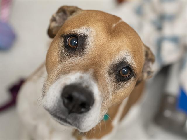 Poppy - Female - Nonspecific