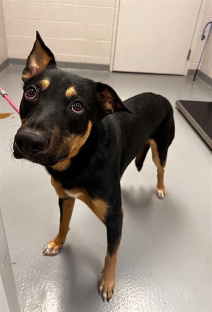 Meatball - Male - German Shepherd-Mix