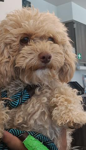  - Female - Miniature Poodle