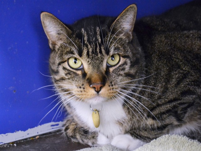 Polkadot - Male - Domestic SH