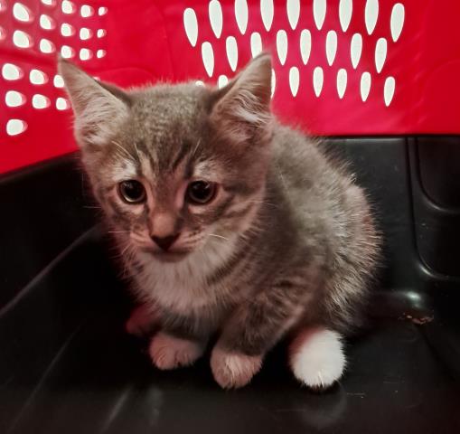  - Female - Domestic SH
