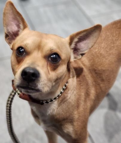 Chico - Male - Chihuahua-Mix