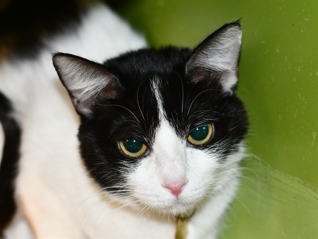 Princess - Female - Domestic SH