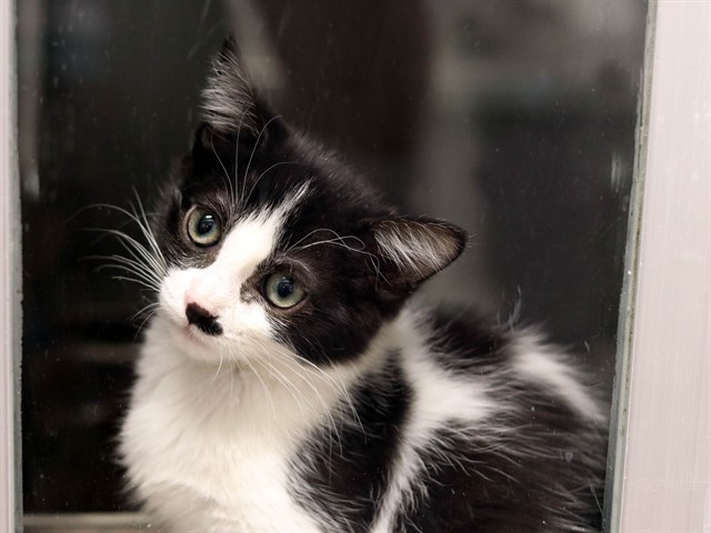 Lentil - Male - Domestic SH