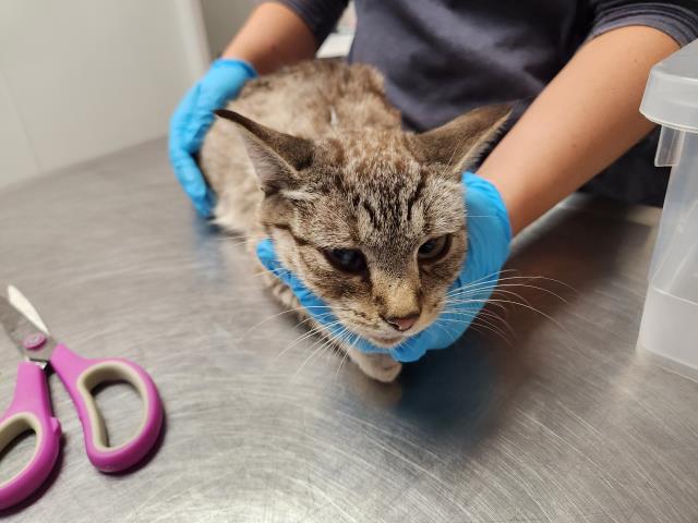 Sammy - Female - Domestic SH