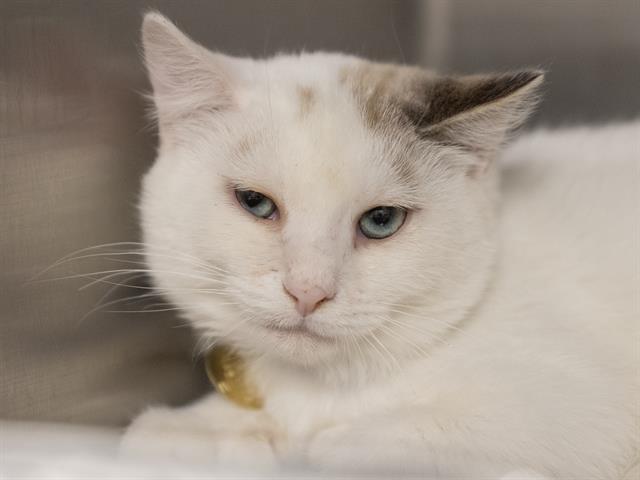 Ziti - Male - Domestic SH