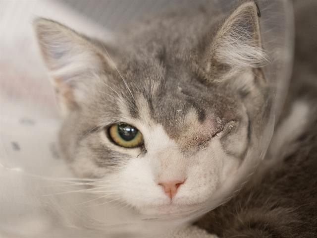 Raspberry - Female - Domestic SH