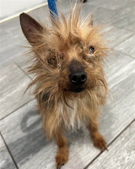 Bug - Female - Yorkshire Terrier