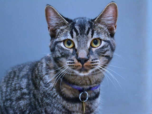 Simba - Male - Domestic SH