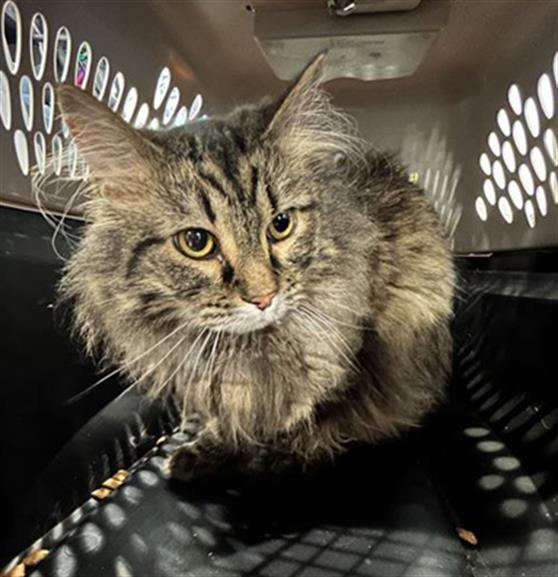  - Female - Domestic LH