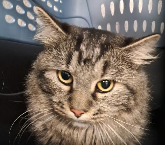  - Male - Domestic MH