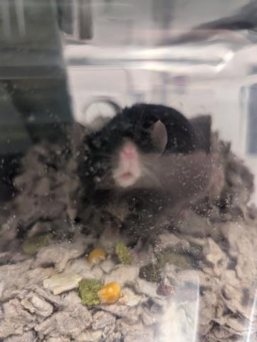 Phantom - Male - Mouse