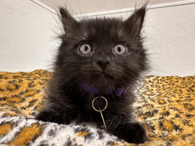 Harpy - Male - Domestic SH