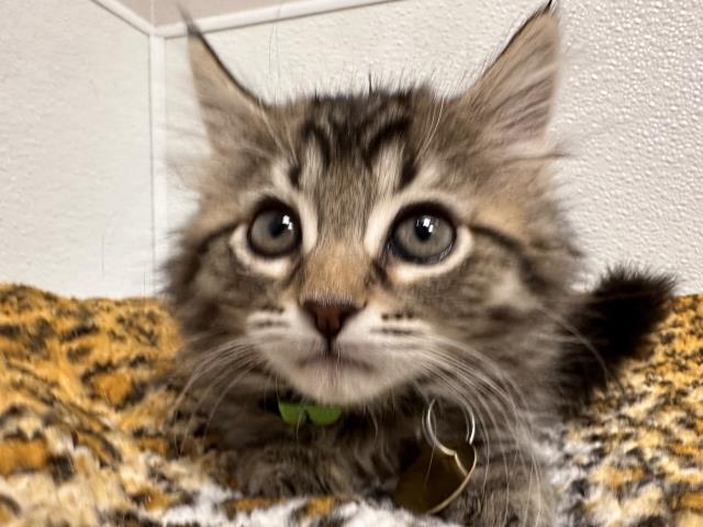 Goldie - Female - Domestic SH