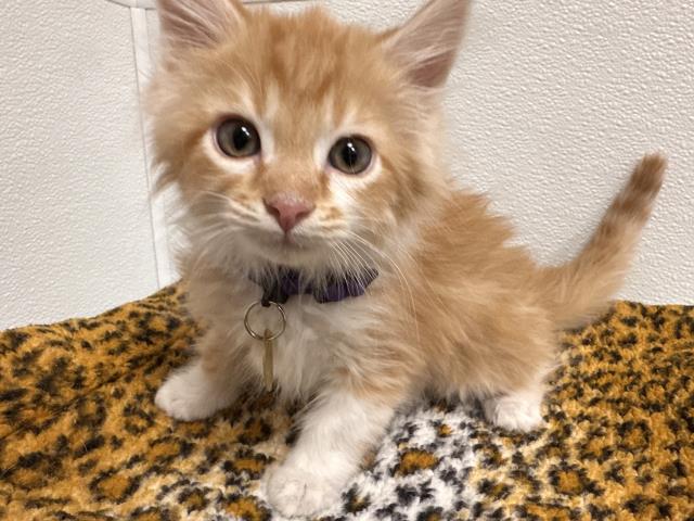 Cooper - Male - Domestic SH