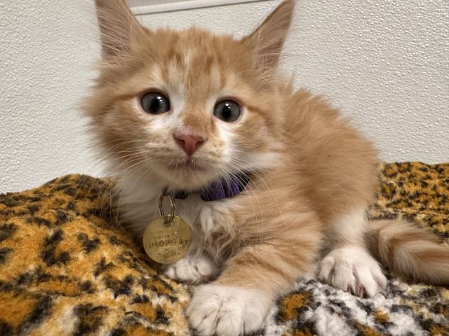 Merlin - Male - Domestic SH