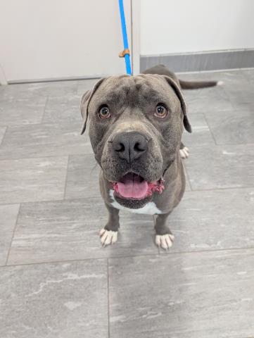  - Male - Pit Bull