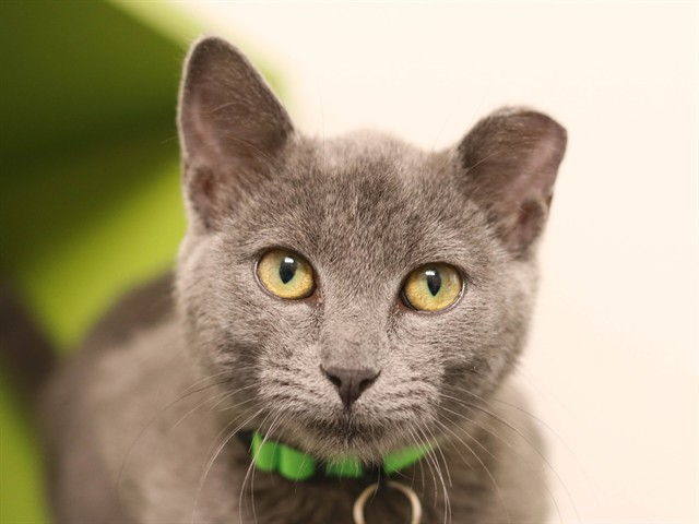 Poppy - Female - Domestic SH