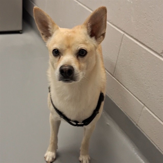  - Male - Chihuahua-Mix