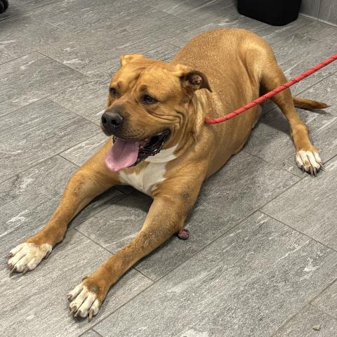 Pepe - Male - Mastiff