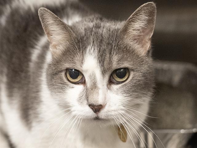 Lizzie - Female - Domestic SH