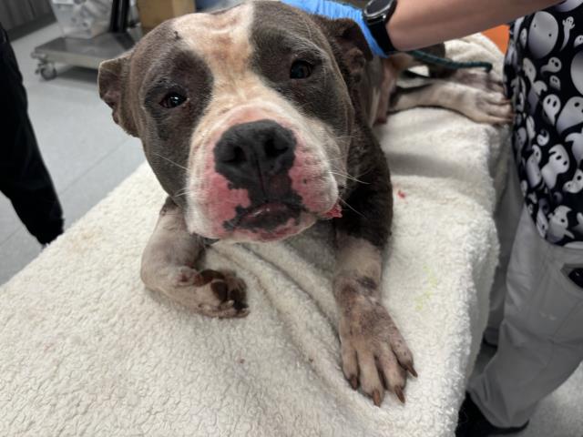 Yams - Female - Pit Bull