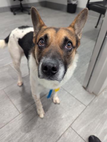  - Male - Australian Cattle Dog