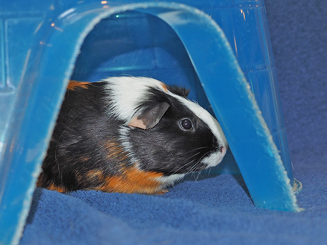 Pumpkin - Female - Guinea Pig