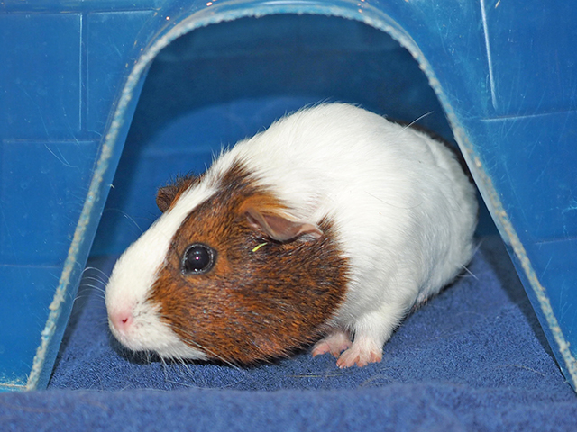 Spice - Female - Guinea Pig