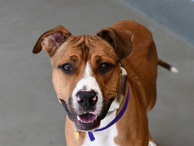Hershey - Male - Nonspecific
