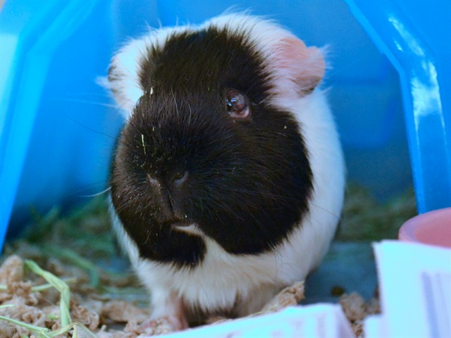 Miracle - Female - Guinea Pig
