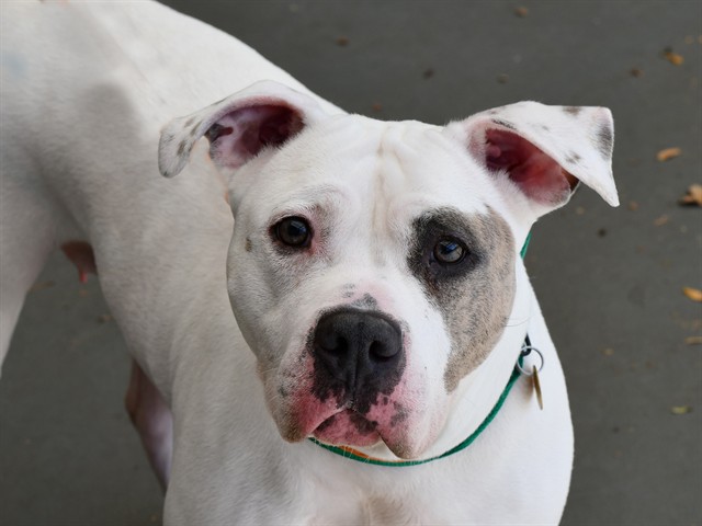 Athena - Female - Pit Bull-Mix