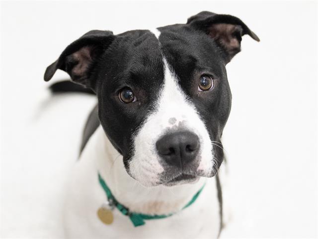 Daisy - Female - Nonspecific