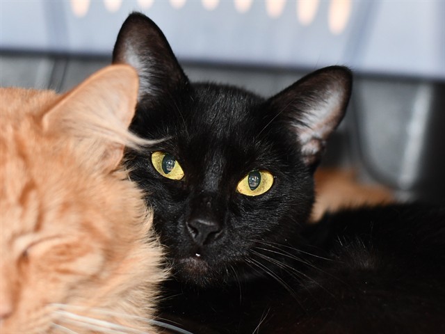 Mona - Female - Domestic SH