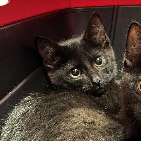 Ernie - Male - Domestic SH