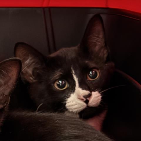 Journey - Male - Domestic SH