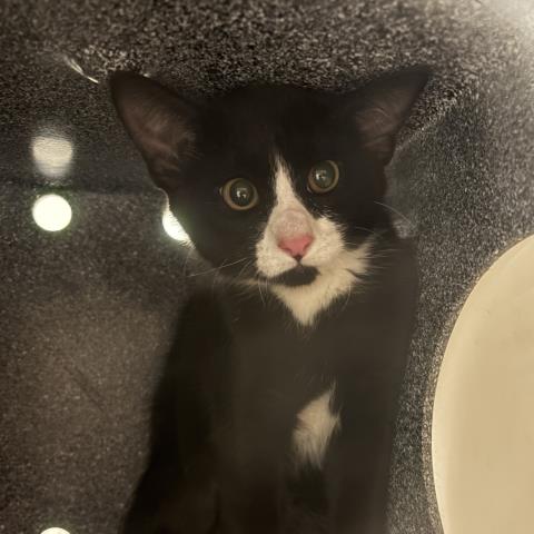 Nori - Male - Domestic SH