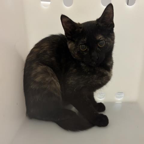 Salad - Female - Domestic SH