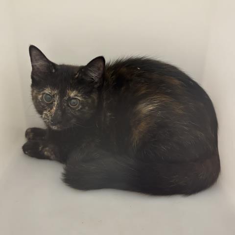 Bread - Female - Domestic SH