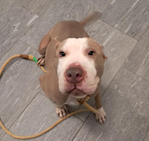 Twizzler - Female - Bull Terrier-Mix