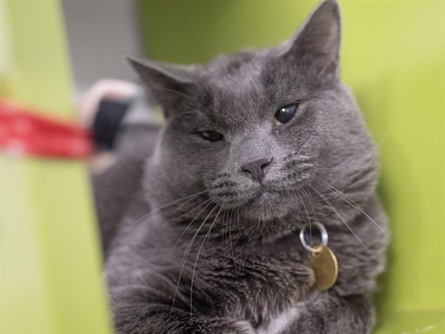 Coal - Male - Domestic SH