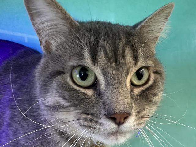 Bubbles - Male - Domestic SH