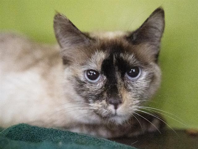 River - Female - Domestic SH