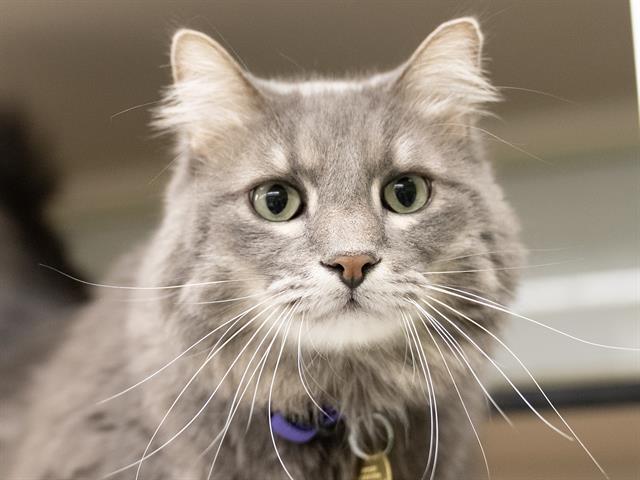 Yogi - Male - Domestic LH