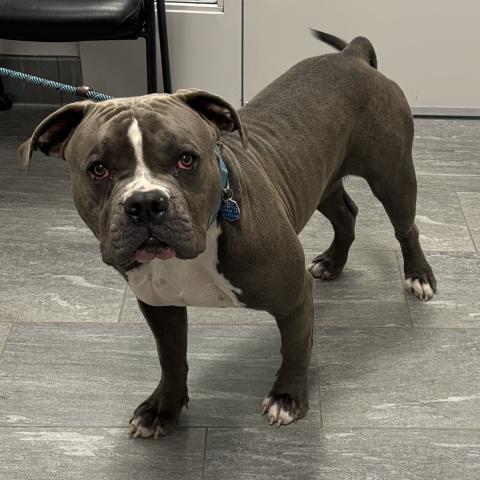 Dozer - Male - Pit Bull-Mix