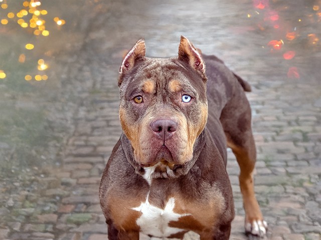 Victoria - Female - Pit Bull-Mix