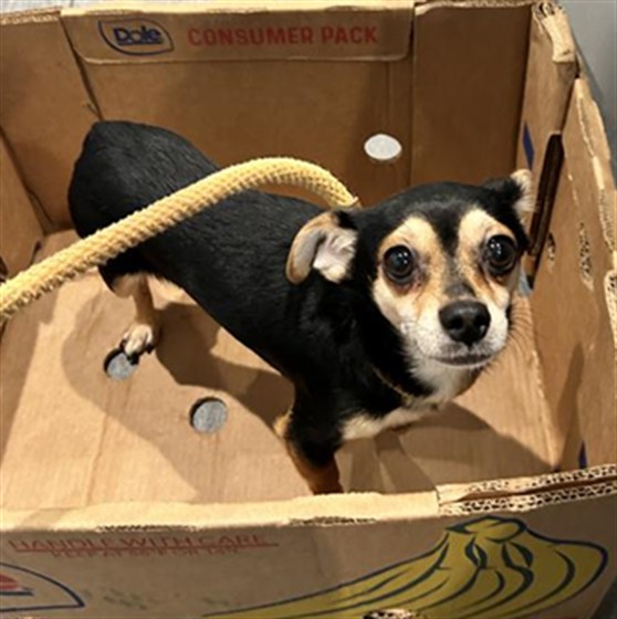 Banana Bread - Male - Chihuahua-Mix