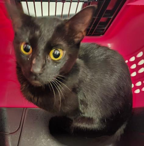 Solveig - Female - Domestic SH